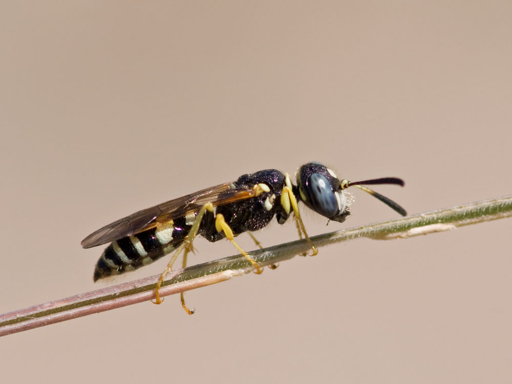 Philanthus venustus
